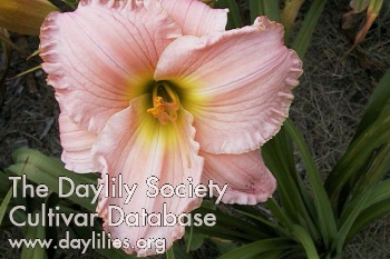 Daylily Patrician Splendor